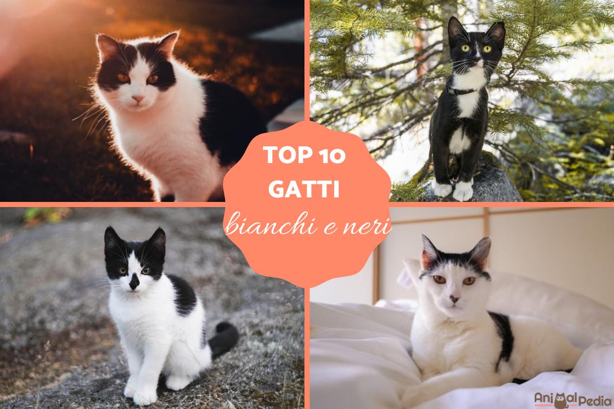Gatto nero e bianco: Caratteristiche e curiosità