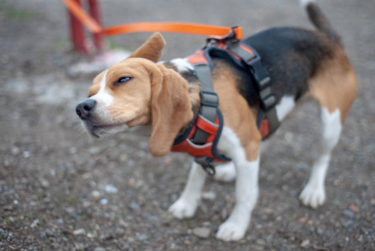 Il cane si scrolla in continuazione: perché e cosa fare