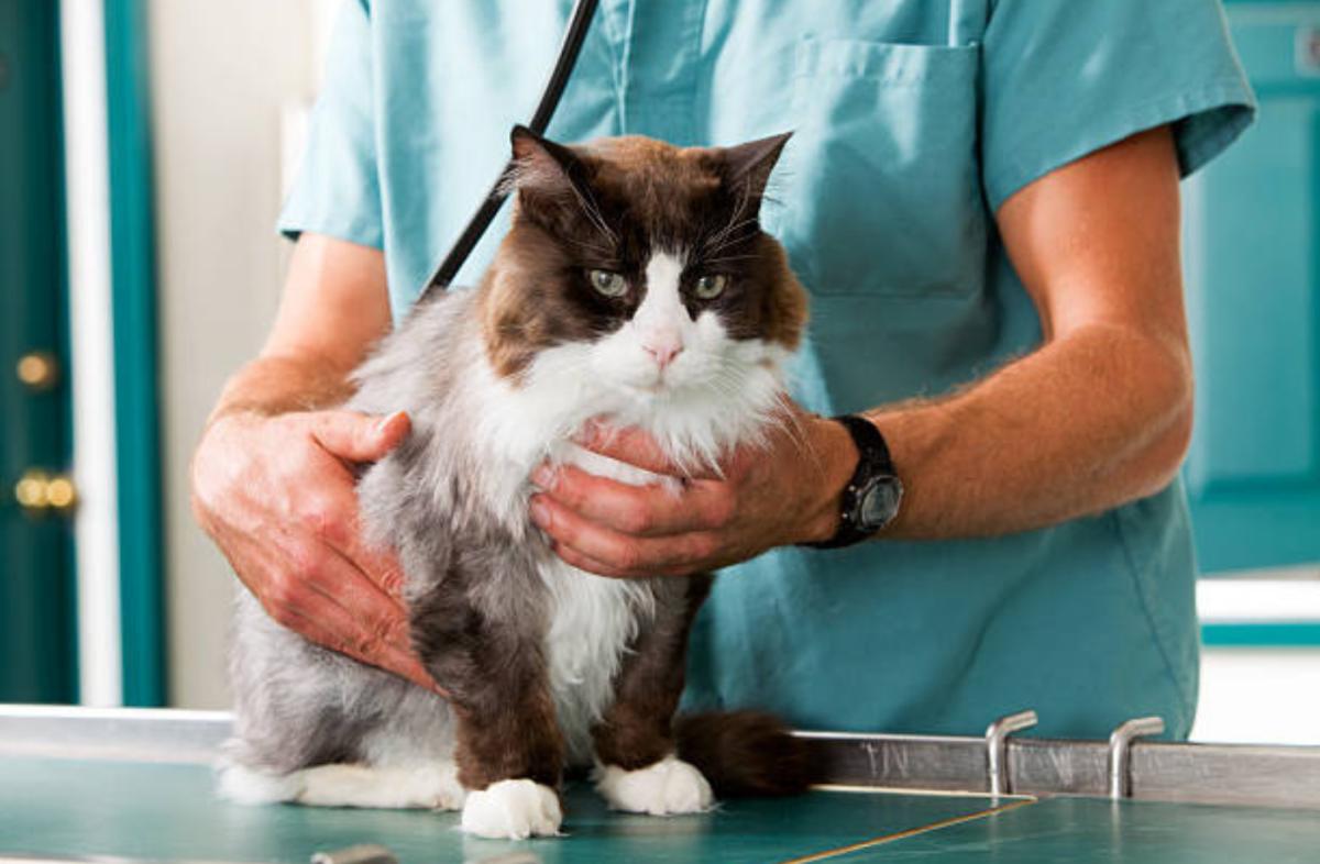 Ferita di sterilizzazione nella gatta gonfia: perché e cosa fare