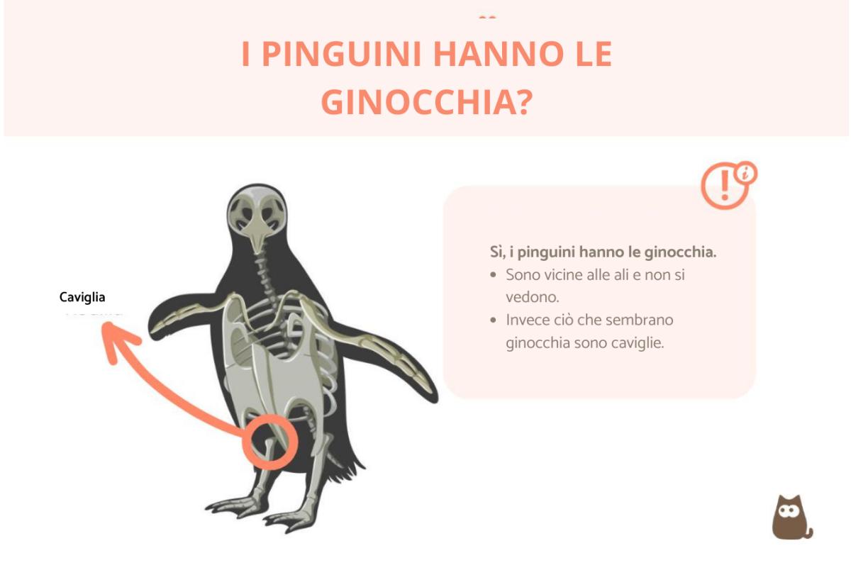 I pinguini hanno le ginocchia?