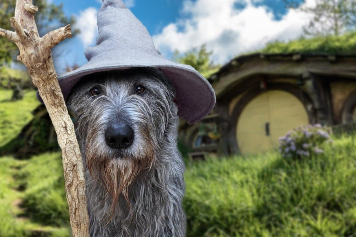 Nomi per cani del Signore degli Anelli