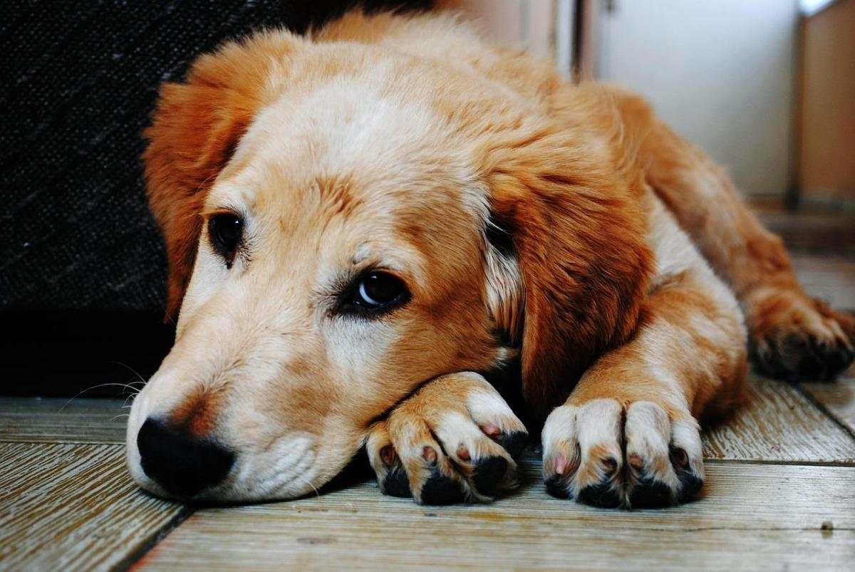 Il mio cane è strano: cause