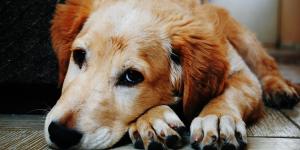 Il mio cane è strano: cause