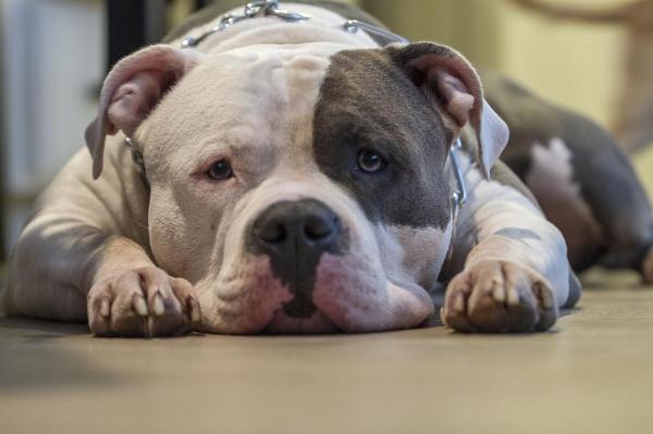 Il mio cane è strano: cause - Segnali che indicano che il tuo cane è strano