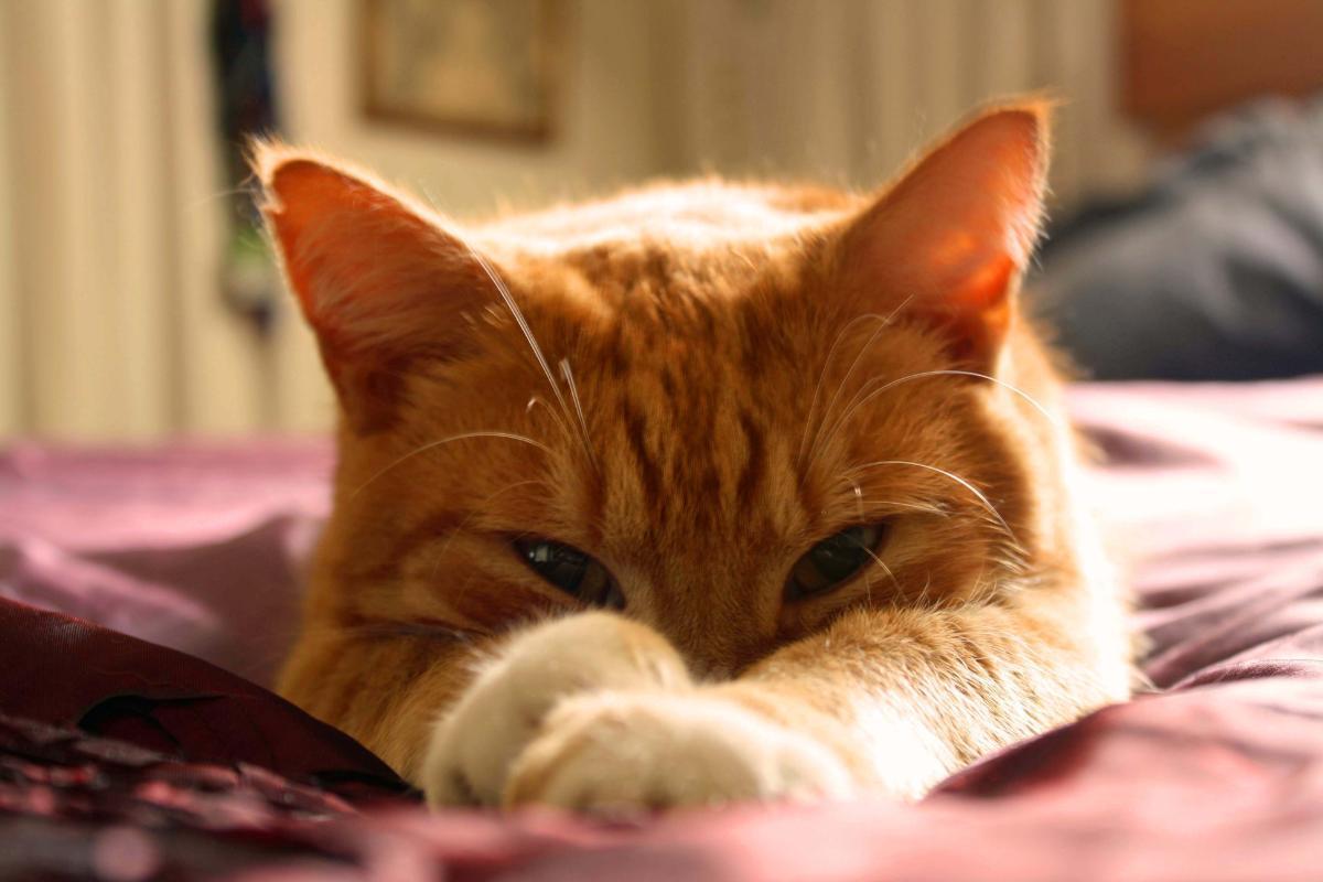 Perché il gatto dorme con gli occhi aperti?