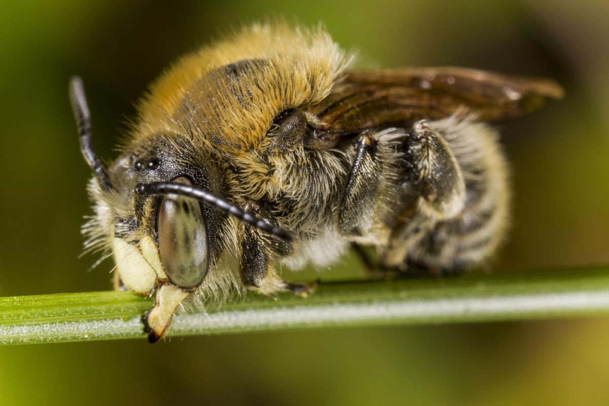 Gli insetti dormono? Sì!