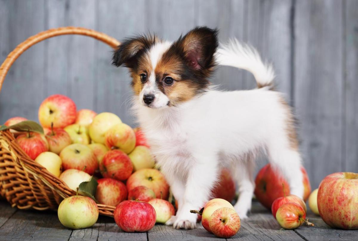 Il cane può mangiare la mela?