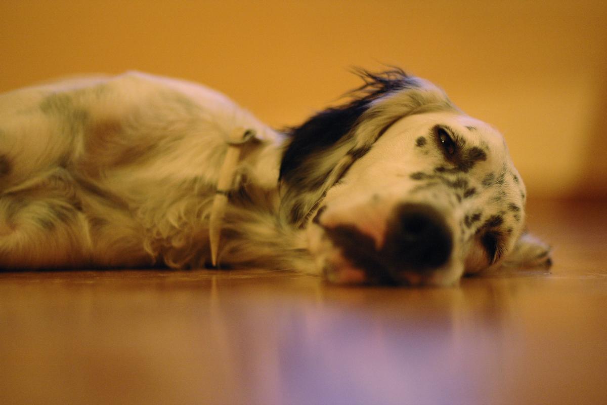 Cane stanco: sintomi e cause