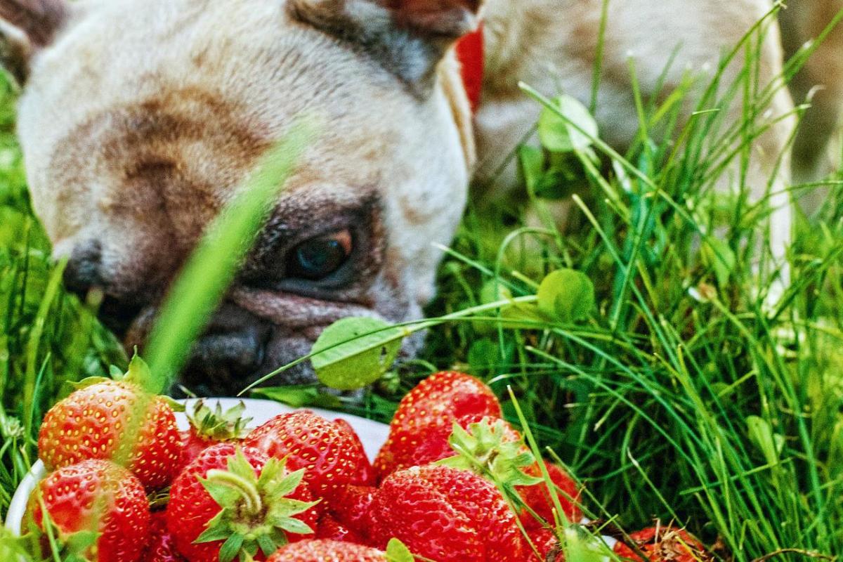 Vitamine per cani: la vitamina C
