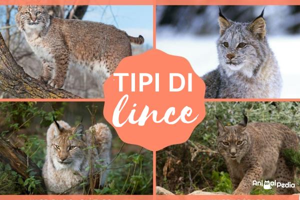 Tipi di lince: Caratteristiche e Habitat