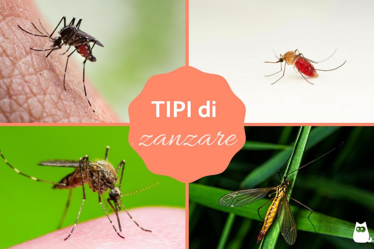 Tipi di zanzare