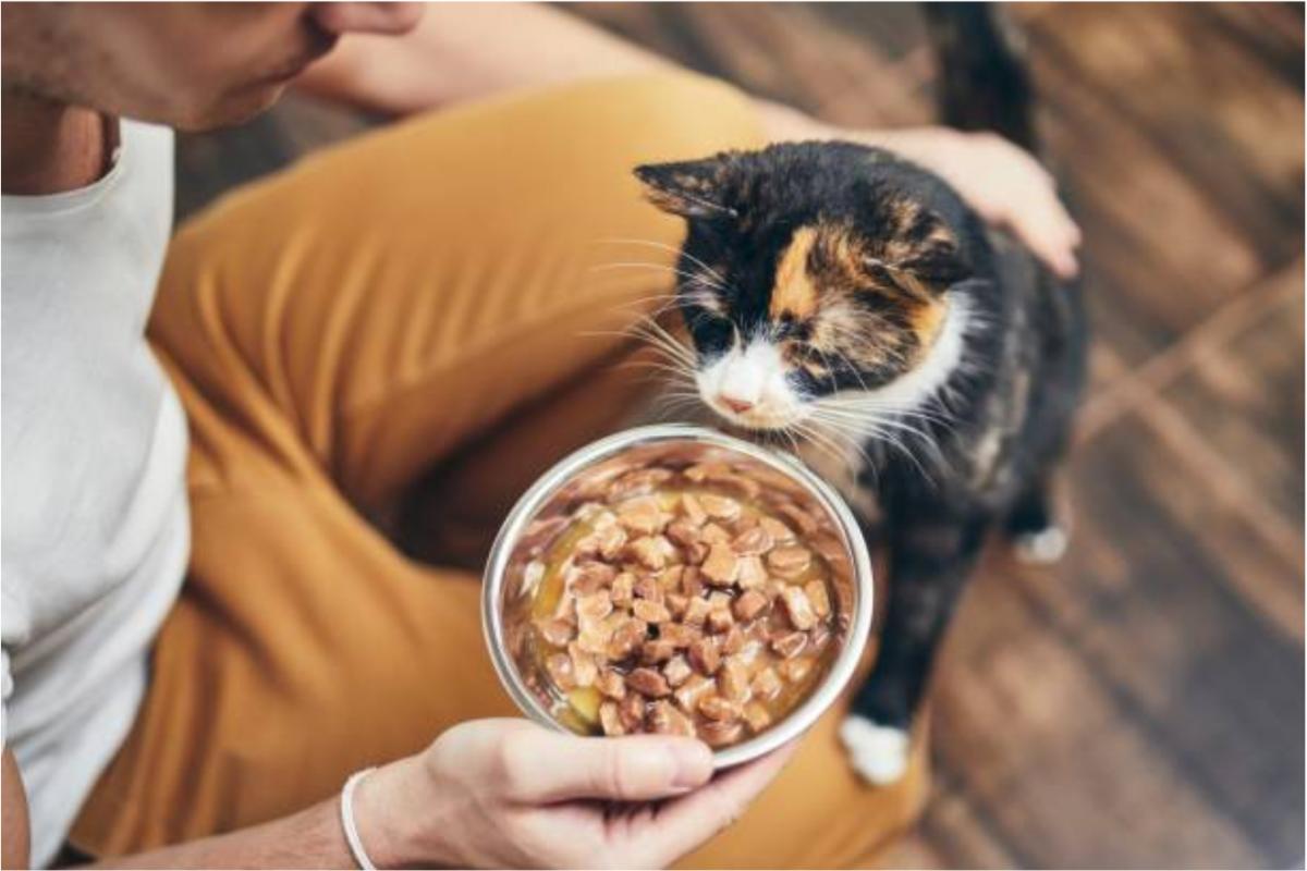 Il gatto non mangia e non beve: cause e cosa fare