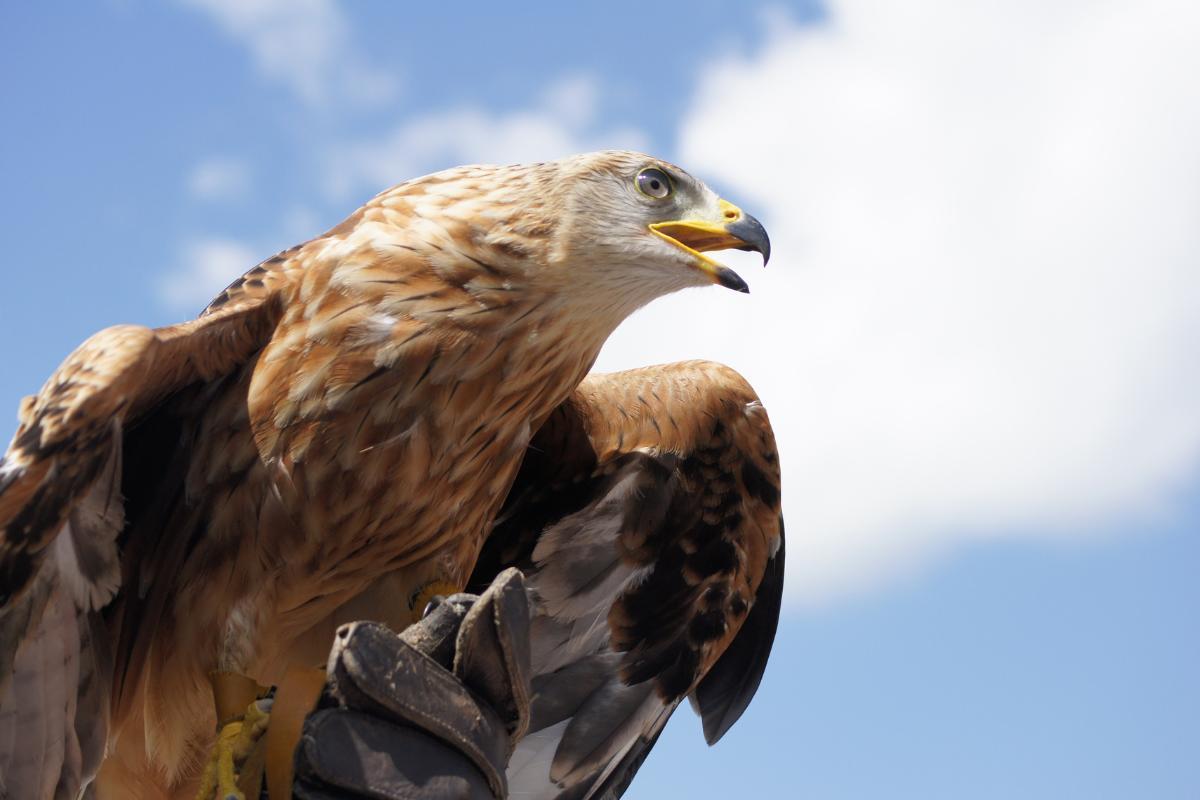 Quanto vive un'aquila?