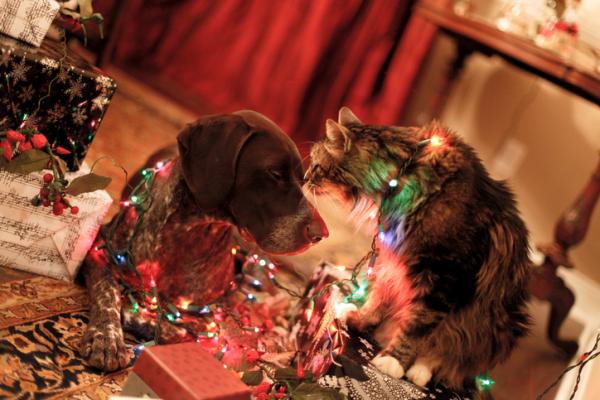 Addobbi di Natale pericolosi per cani e gatti