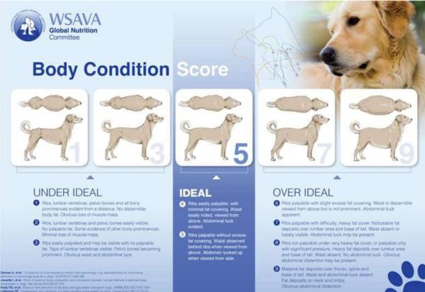 Tabella del peso ideale del cane - Qual è il peso ideale di un cane?