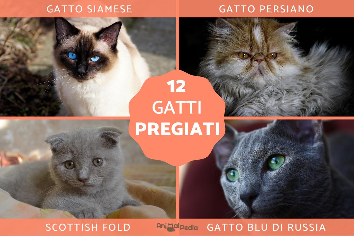 12 razze di gatti pregiati