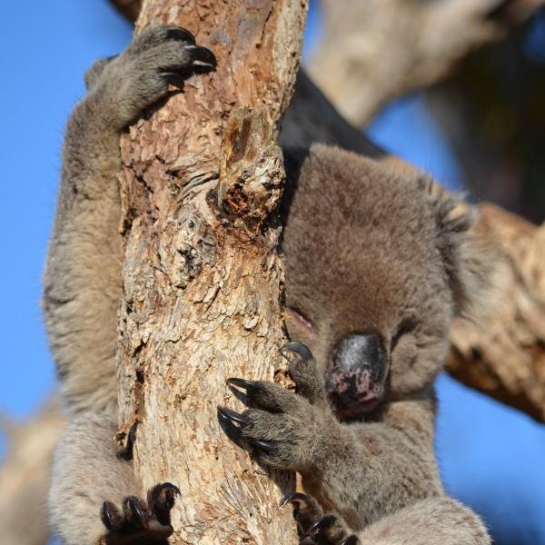 Dove vive il koala?