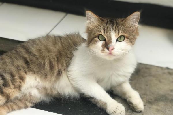 Lisina per gatto: dosaggio e a cosa serve - Benefici della lisina per gatto