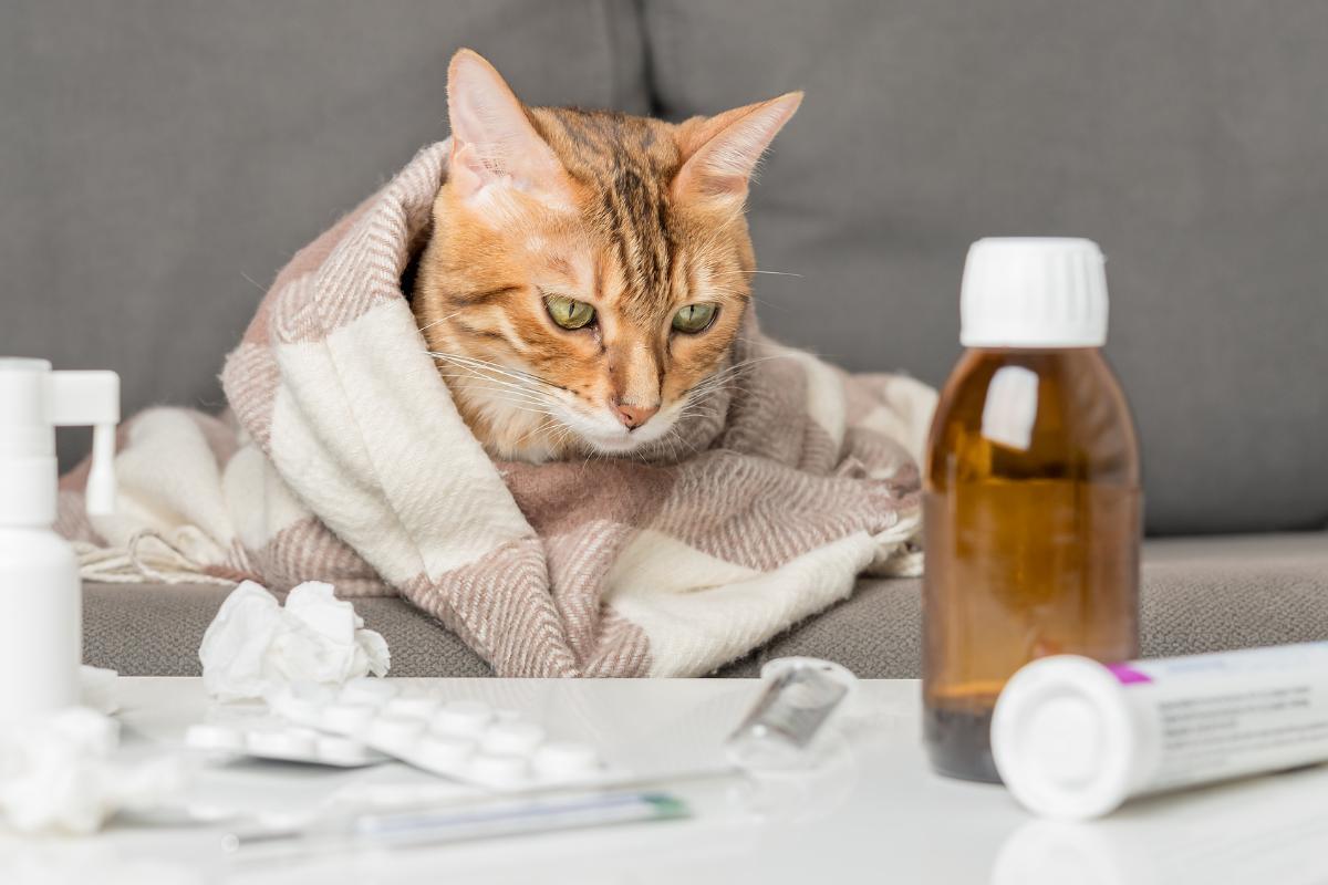 Lisina per gatto: dosaggio e a cosa serve
