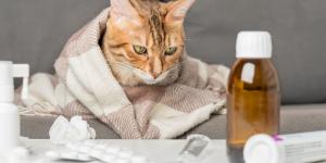 Lisina per gatto: dosaggio e a cosa serve