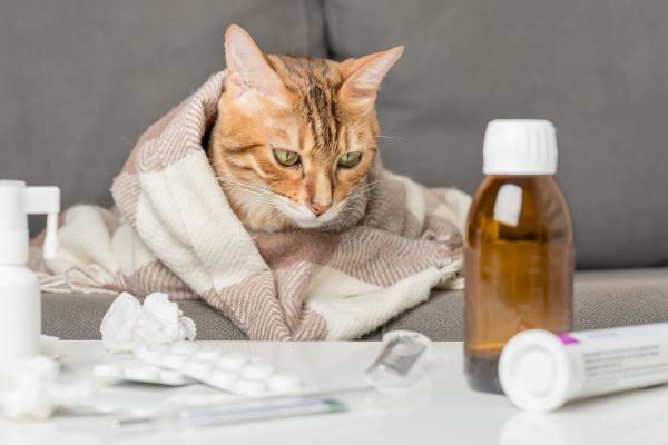 Lisina per gatto: dosaggio e a cosa serve