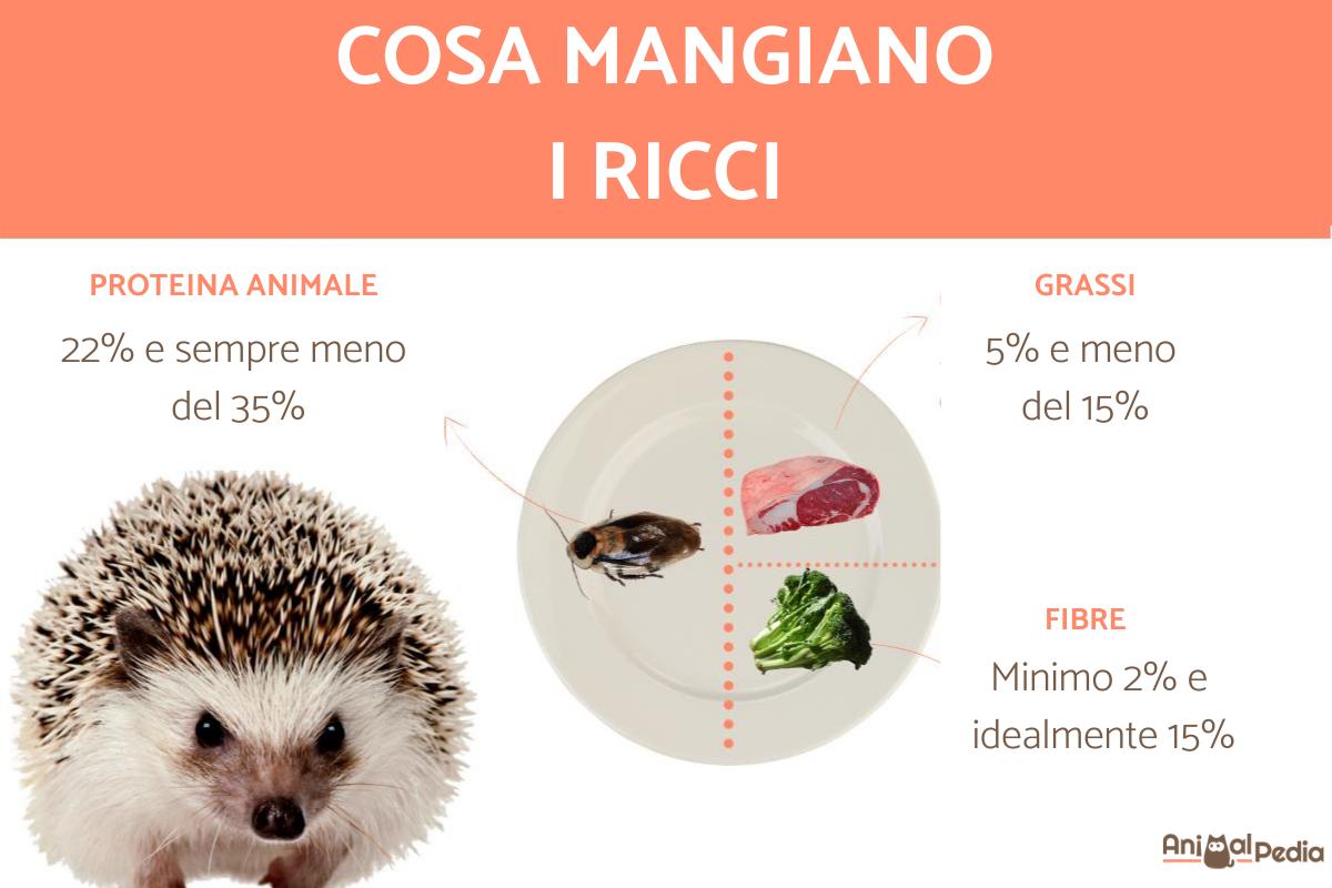 Cosa mangiano i ricci?