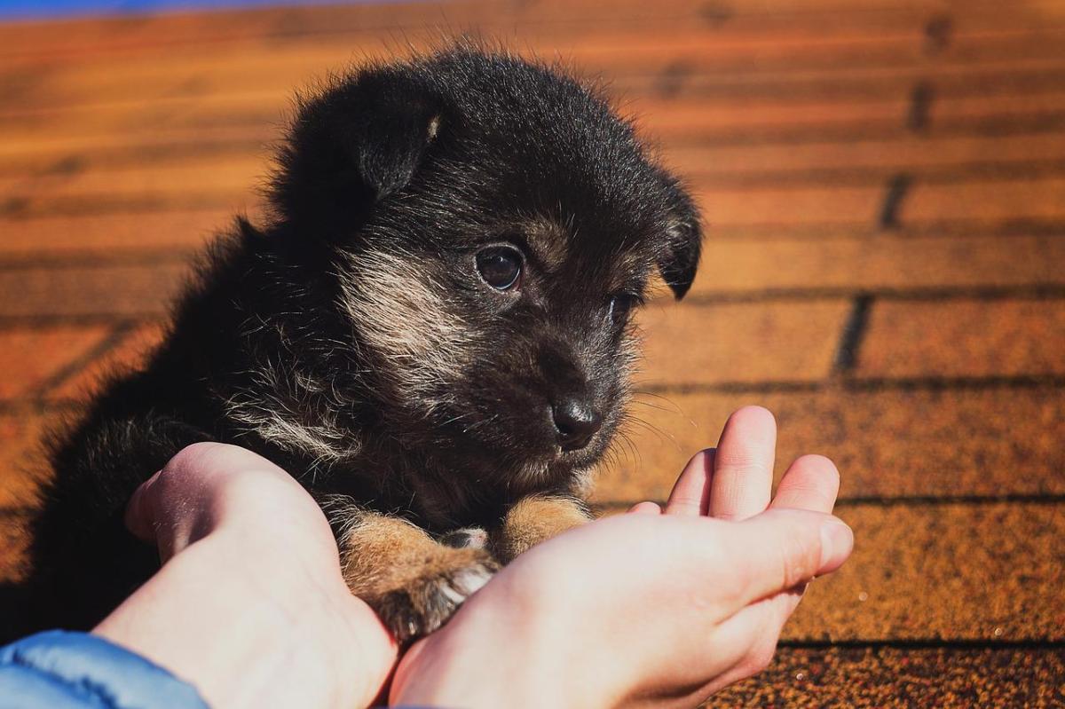 Nomi per cani con la A