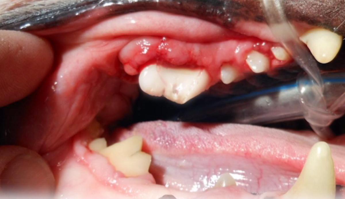 Stomatite nel cane: sintomi, cause e cura
