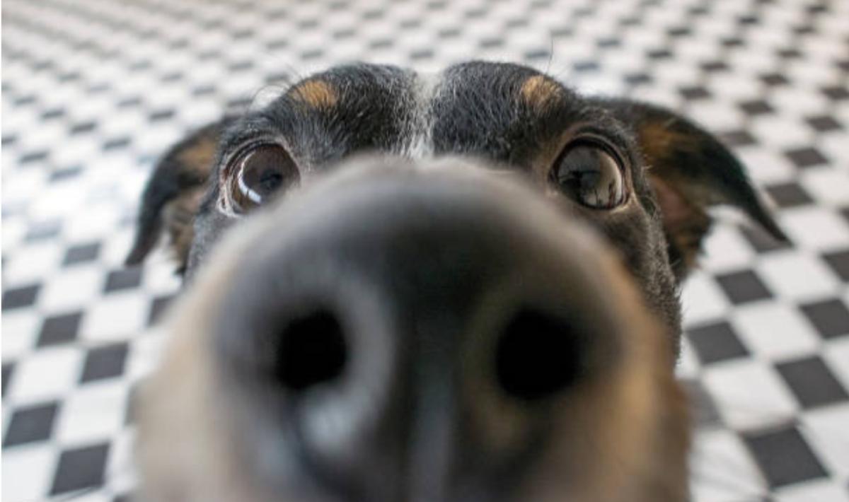 Flehmen nel cane: cos'è e a cosa serve?