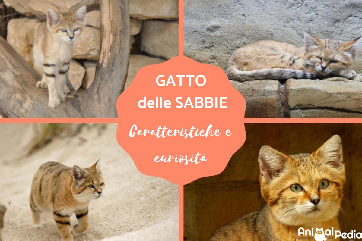 Gatto delle sabbie: Caratteristiche e immagini