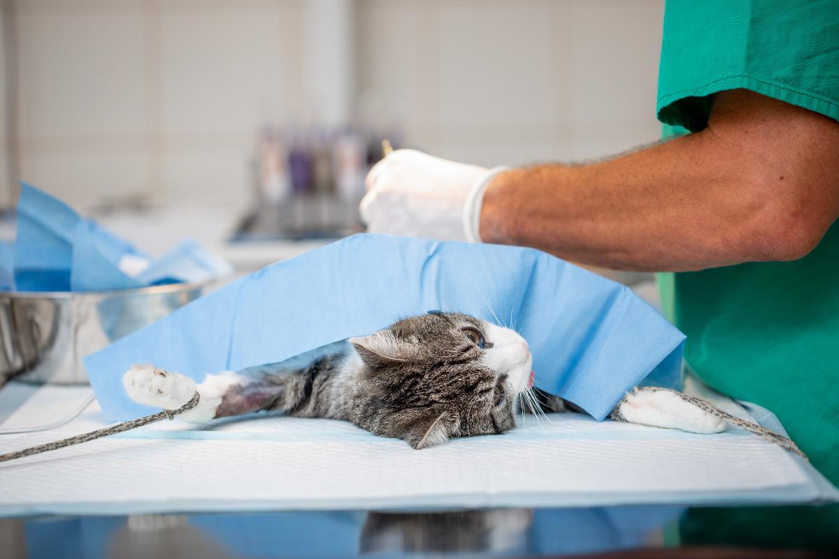 Linfoma intestinale nel gatto: cause, sintomi e aspettative di vita