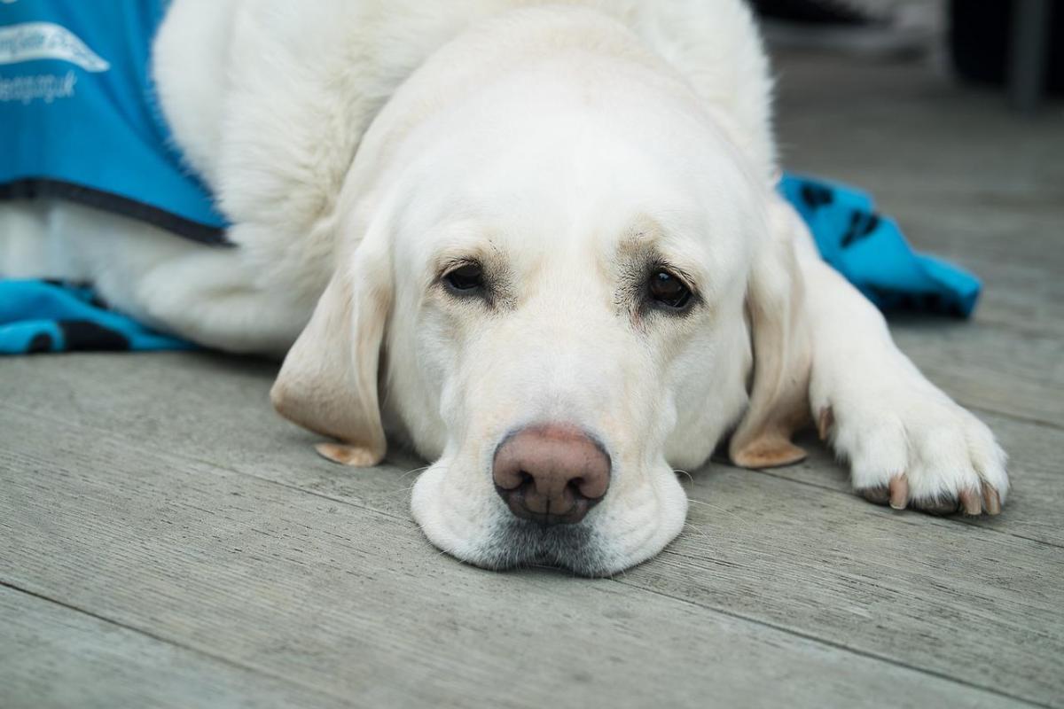 Cane barcolla e cade: cause e diagnosi