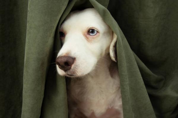 Il mio cane non mangia e dorme sempre: cause e cosa fare -  Cosa fare se il cane non mangia e dorme sempre