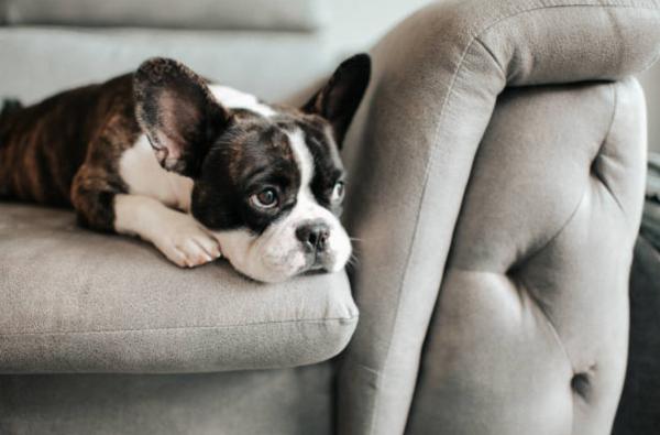 Il mio cane non mangia e dorme sempre: cause e cosa fare - Età