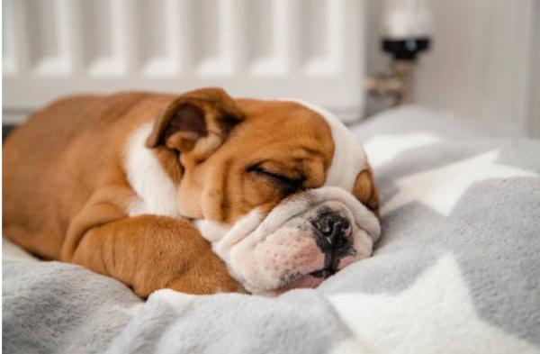 Il mio cane non mangia e dorme sempre: cause e cosa fare