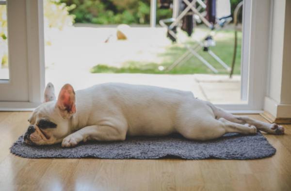Il mio cane non mangia e dorme sempre: cause e cosa fare - Sovrappeso