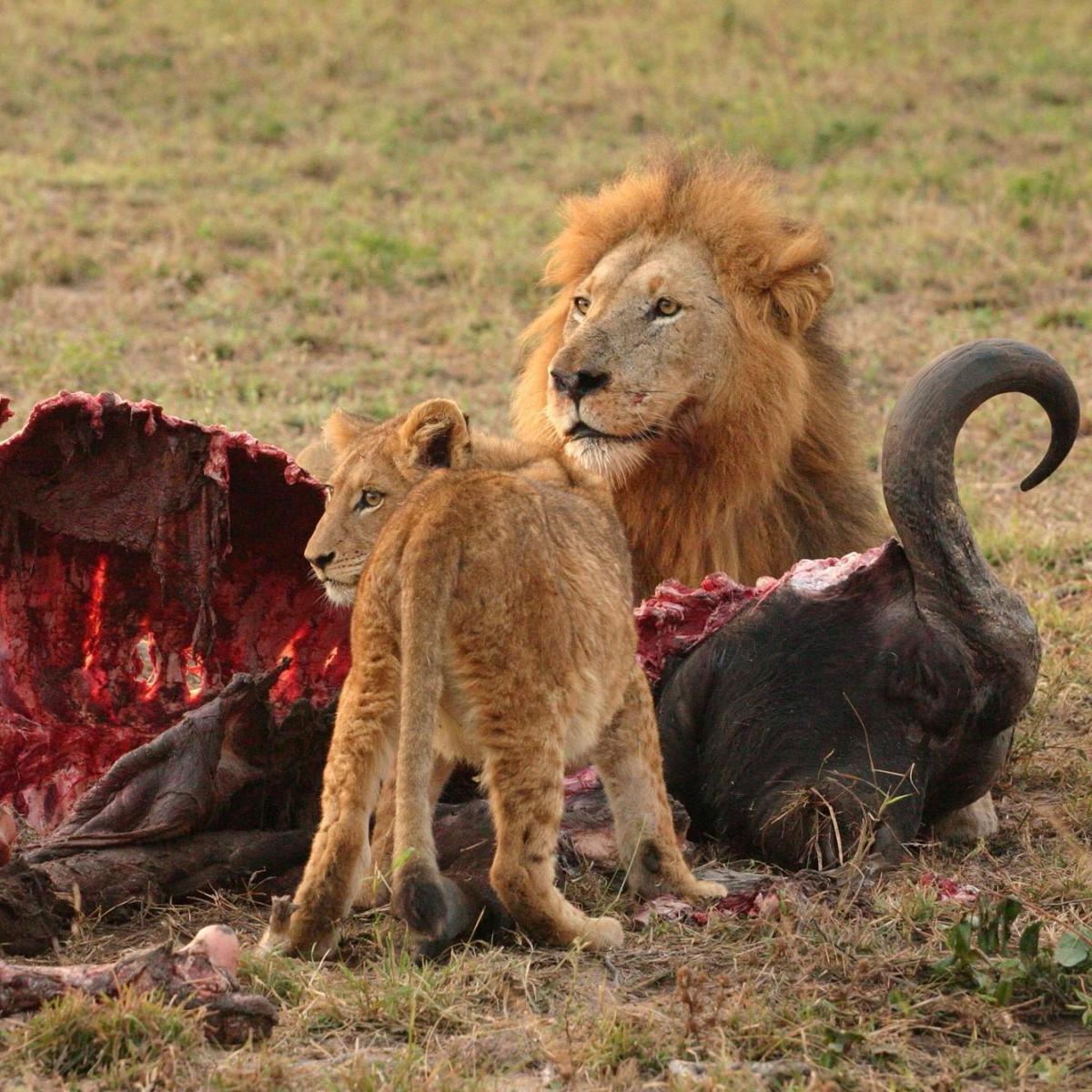 Animali carnivori: esempi e curiosità