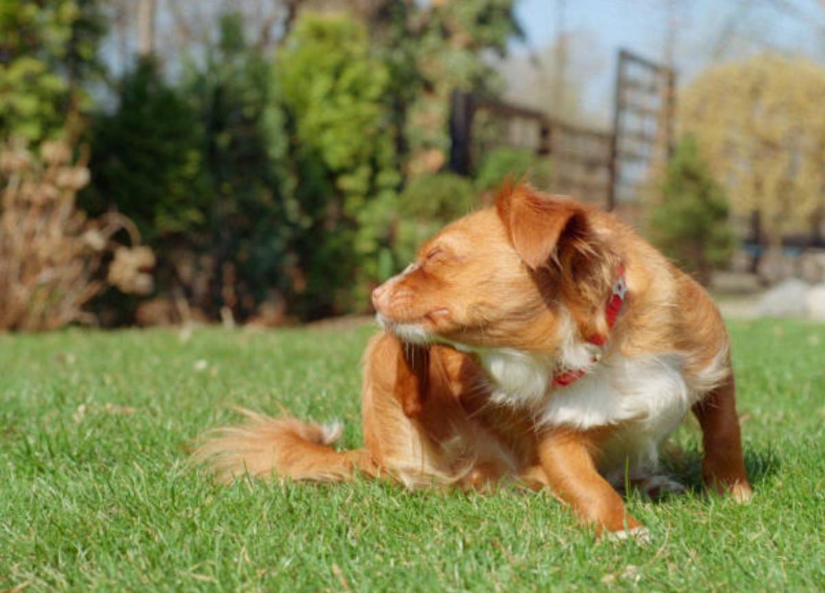 Il mio cane si gratta sempre ma non ha pulci: perché e cosa fare?