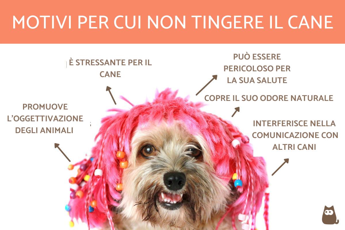 Tingere il pelo del cane: Motivi per cui non farlo e conseguenze