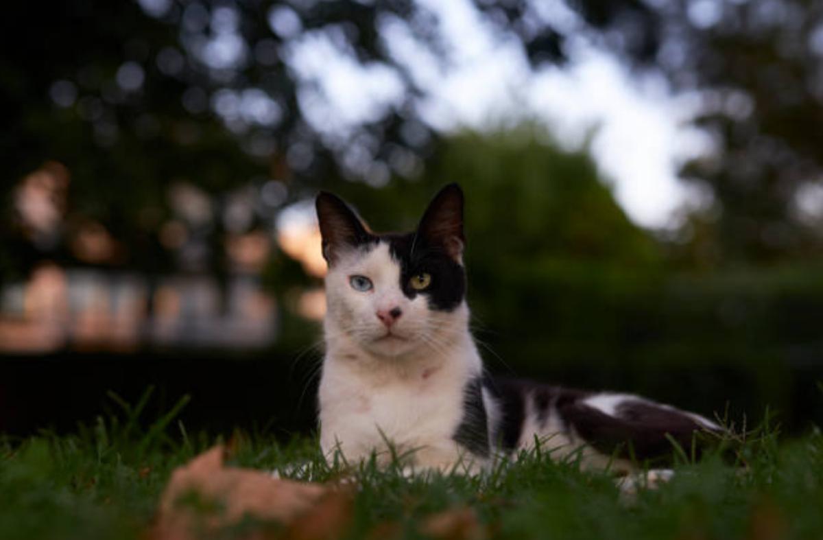 Gatto maschio nel periodo del calore scappa: cause e cosa fare