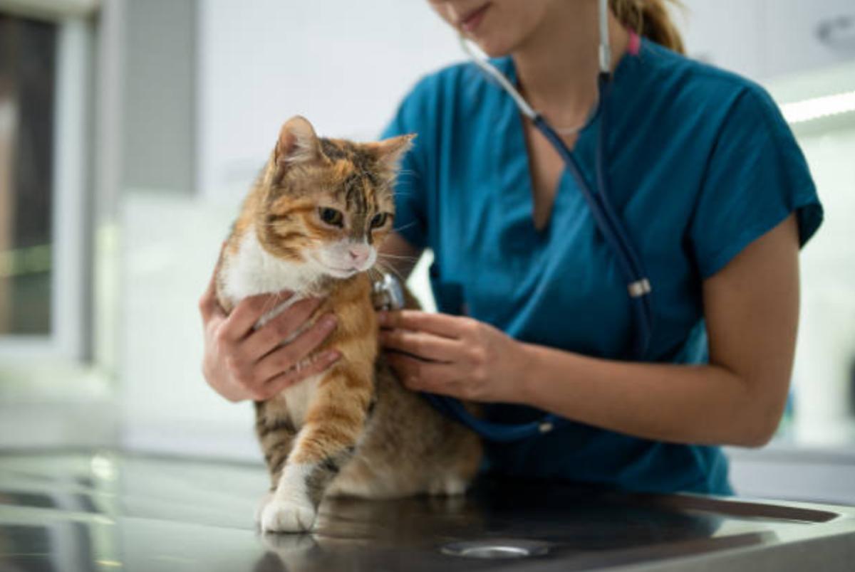 Il mio gatto non mangia ed è mogio: cause e cosa fare