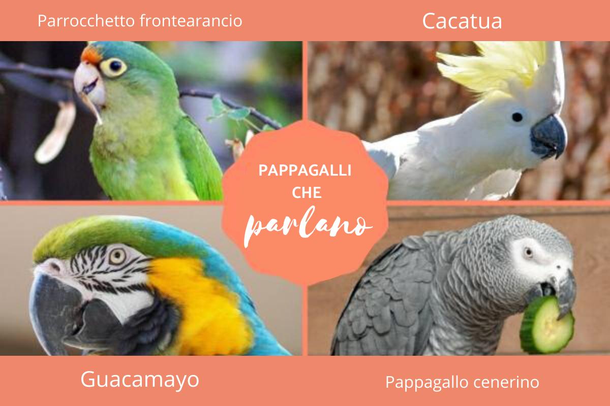 Pappagalli parlanti - Caratteristiche, tipi e razze