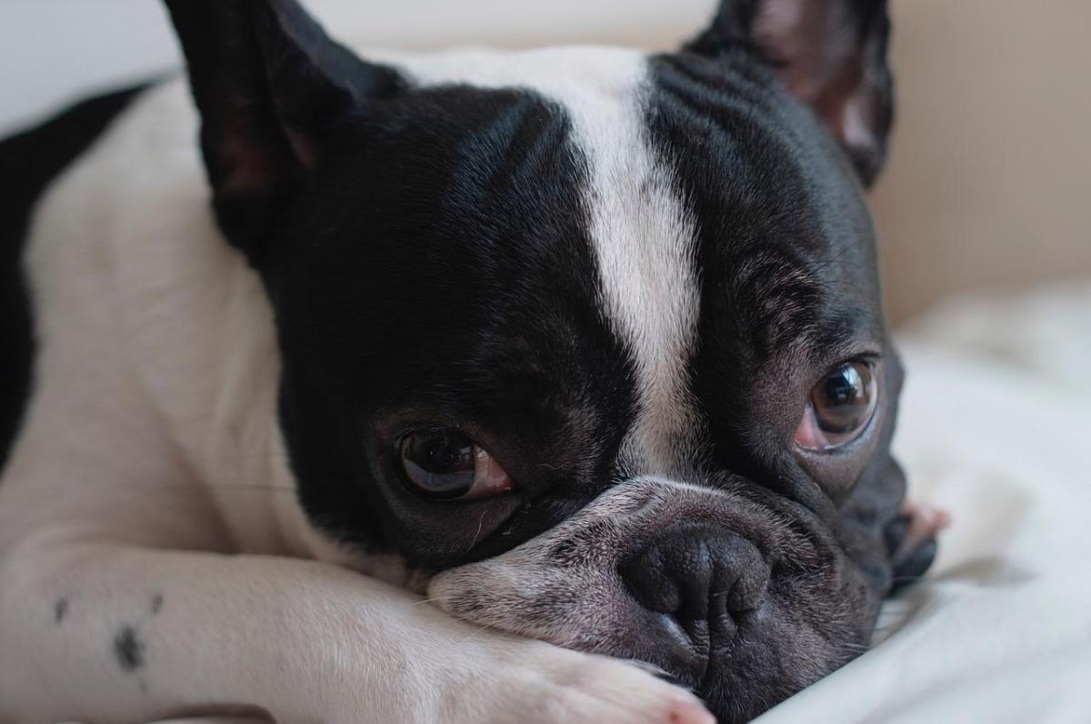 Bulldog Francese: problemi di salute comuni