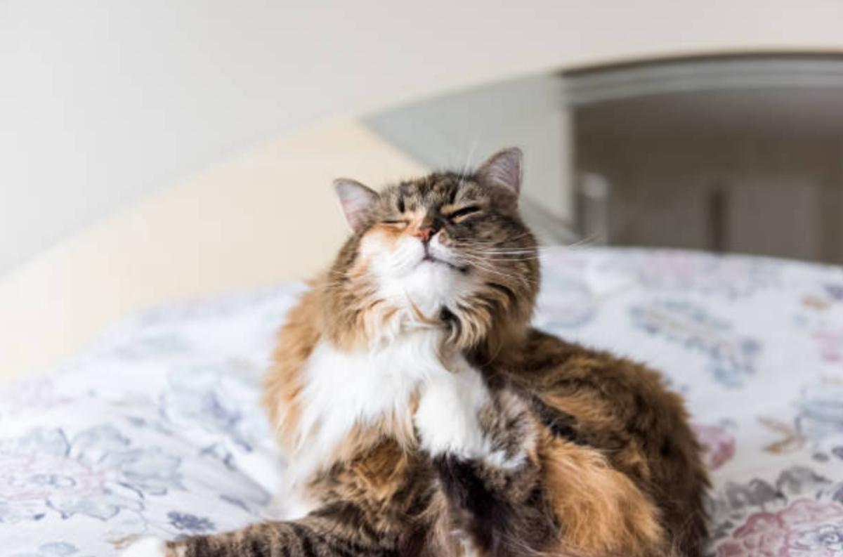 Come togliere le zecche al gatto?