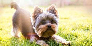 Nomi per cani piccoli maschi e femmine