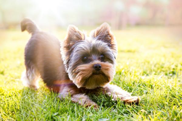 Nomi per cani piccoli maschi e femmine