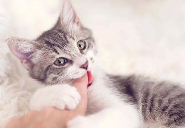 Il gatto morde per affetto: perché e cosa fare