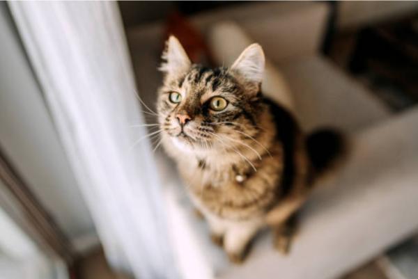 Il gatto annusa il cibo ma non lo mangia: cause e rimedi