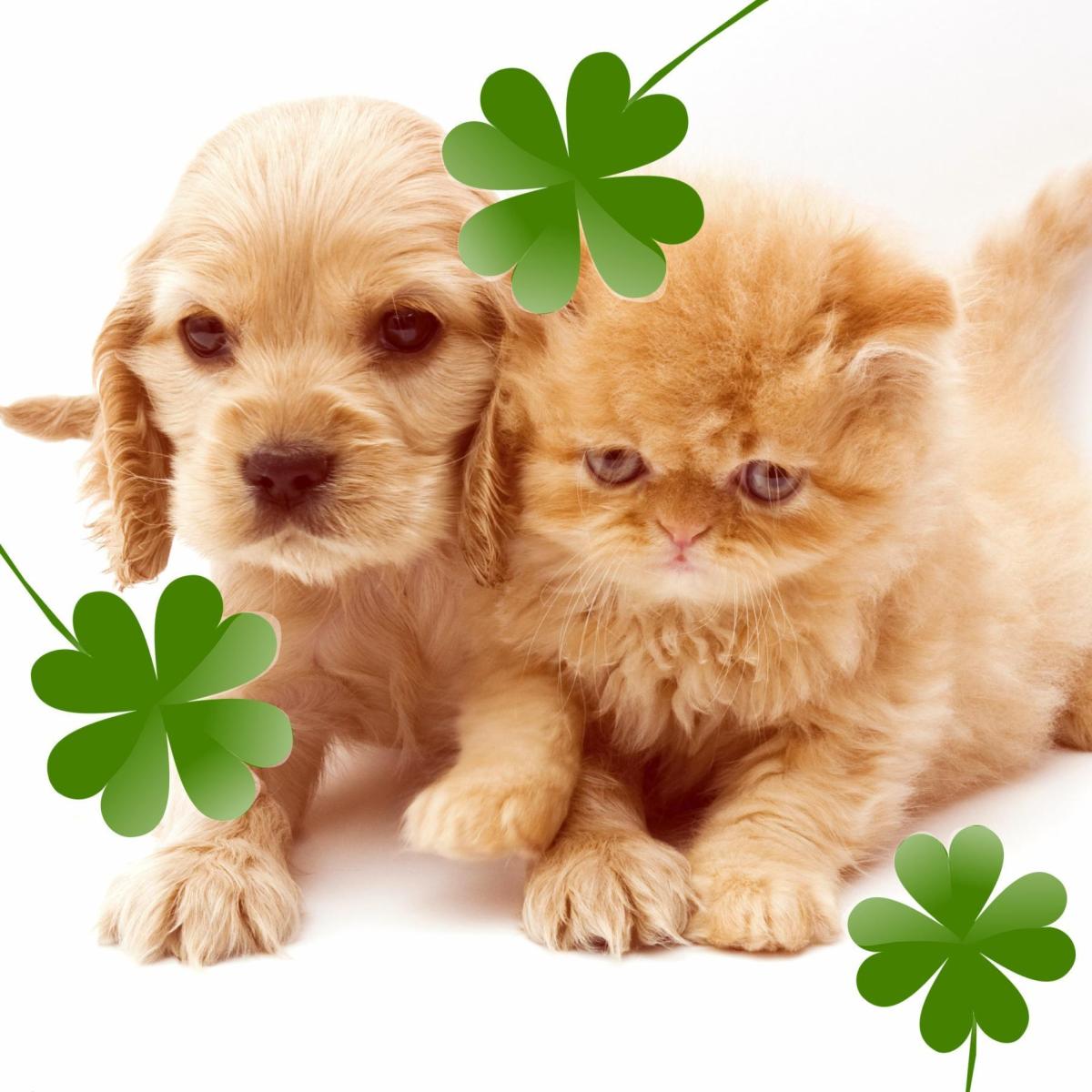 Nomi irlandesi per cani e gatti