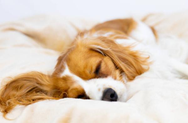 Ferita di sterilizzazione nel cane gonfia: perché e cosa fare - Cause della ferita di sterilizzazione nel cane gonfia